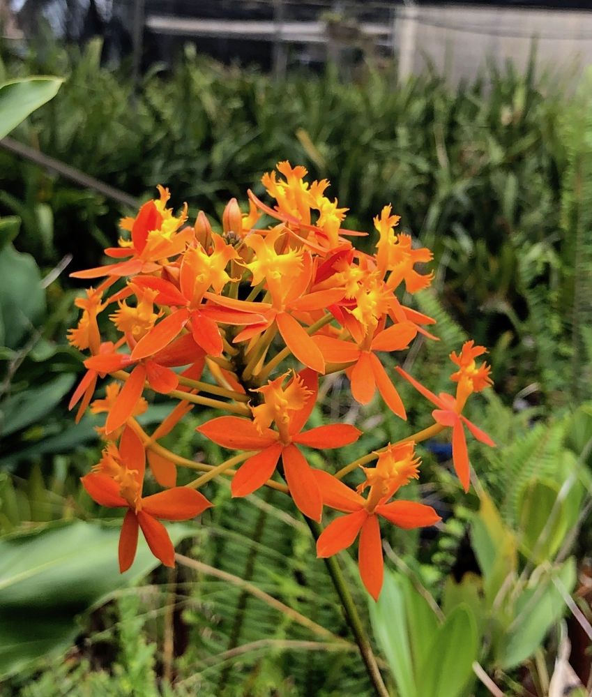 Epidendrum Crucifix Orchid