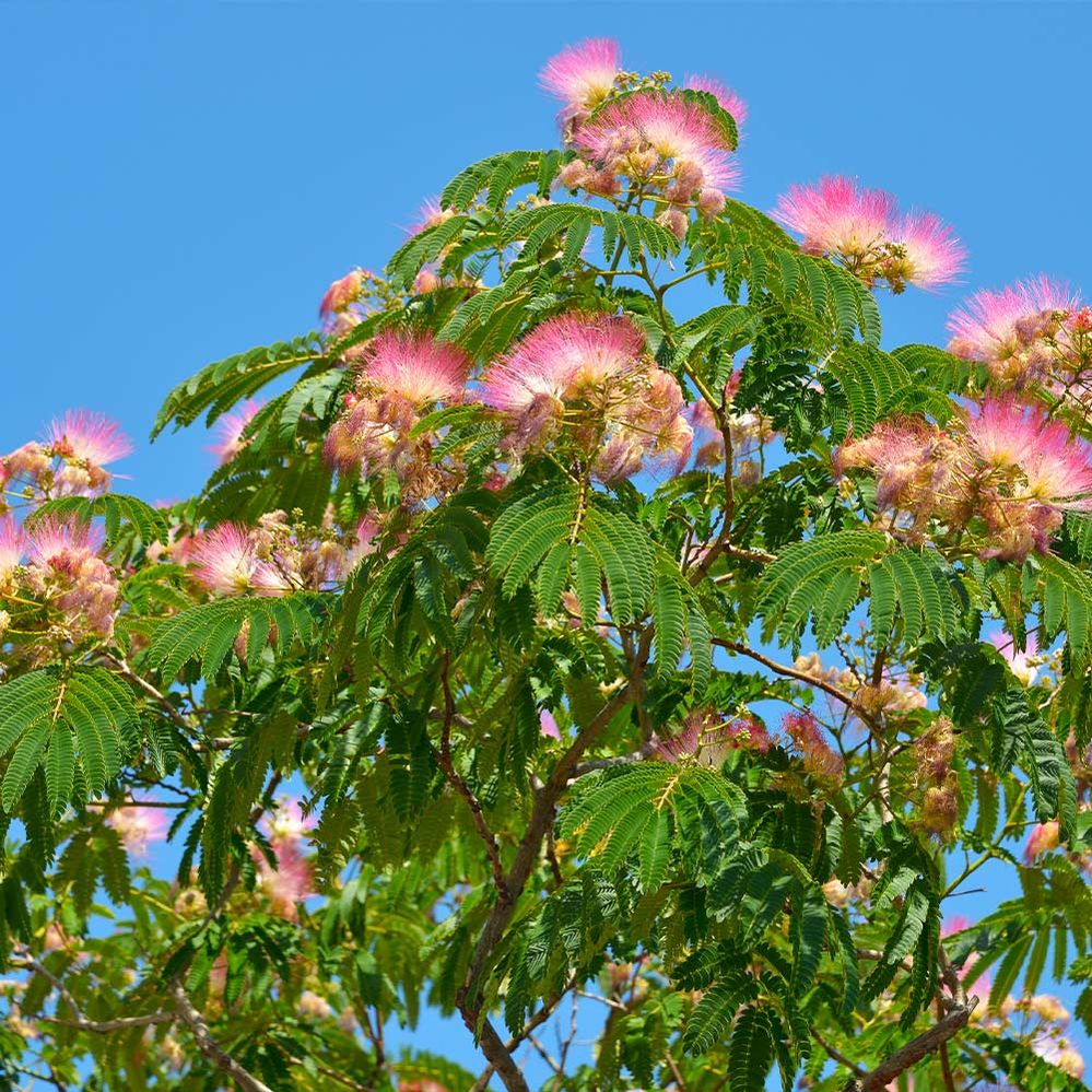 Albizia Julibrissin Silk Tree