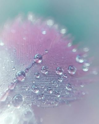 macro-photography-droplets-luci-rodriguez-03.jpg