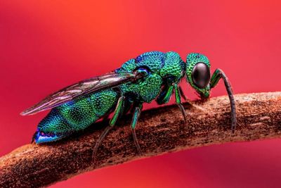 BRONZE-Kevin-Blackwell_Cuckoo-wasp.jpg