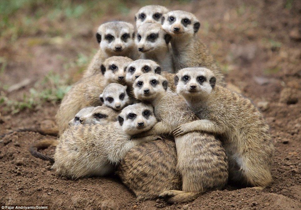 meerkat hugs.jpg