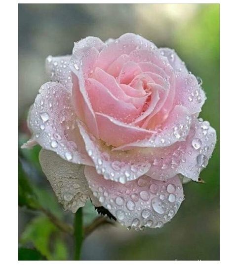 rose soft pink + dew.jpeg